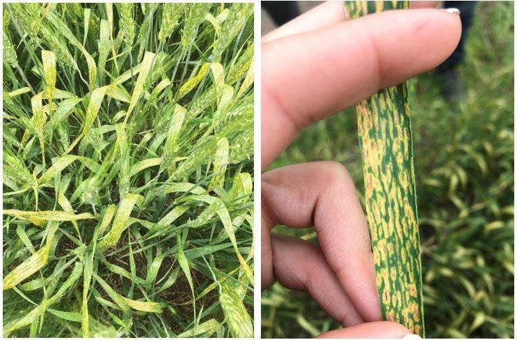Experts believe that a treatment of a chloride concentration in the fall could reduce the impact of physiological fleck on winter wheat. Photo: Field Crop News