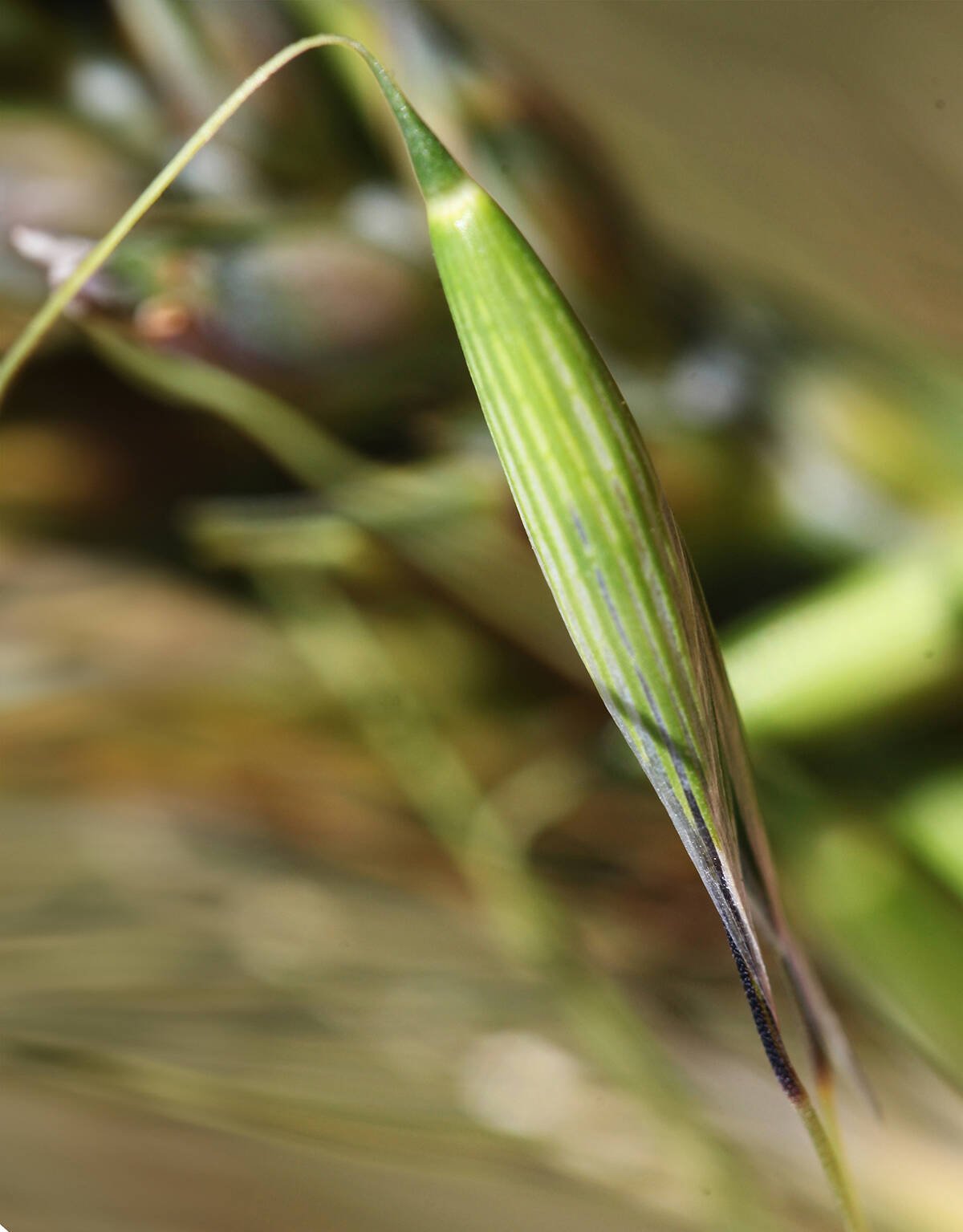 A close-up of a green wild oat seed head hanging from its stem in a field. Photo: file