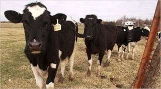 cattle-rustling-1