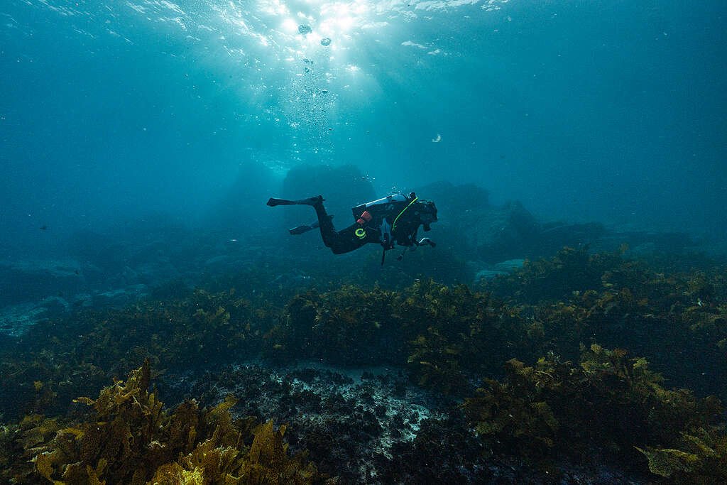 Scuba Diver in Jervis Bay, New South Wales, Australia. 