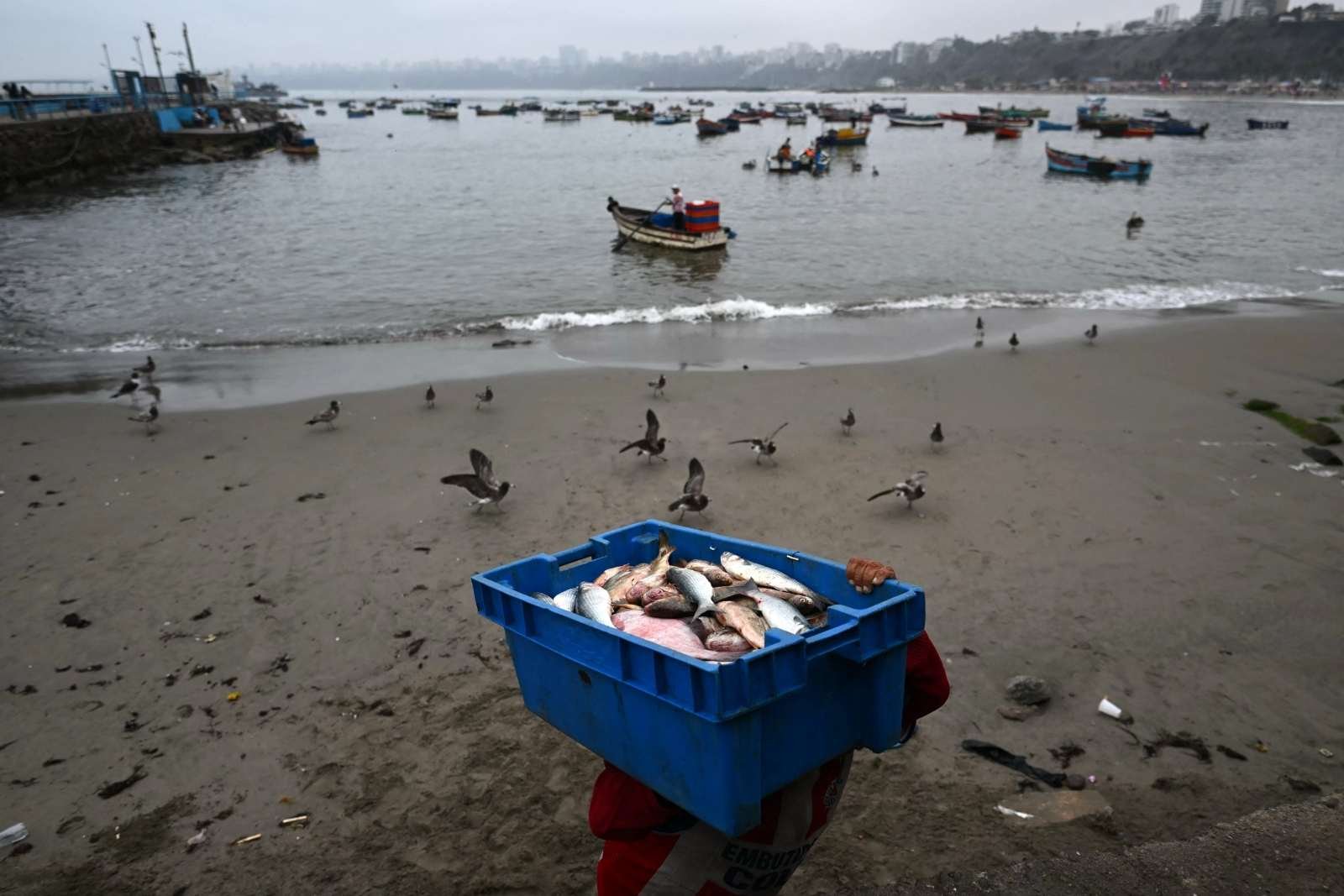 A fisherman carries a box with fish on a beach in Peru
