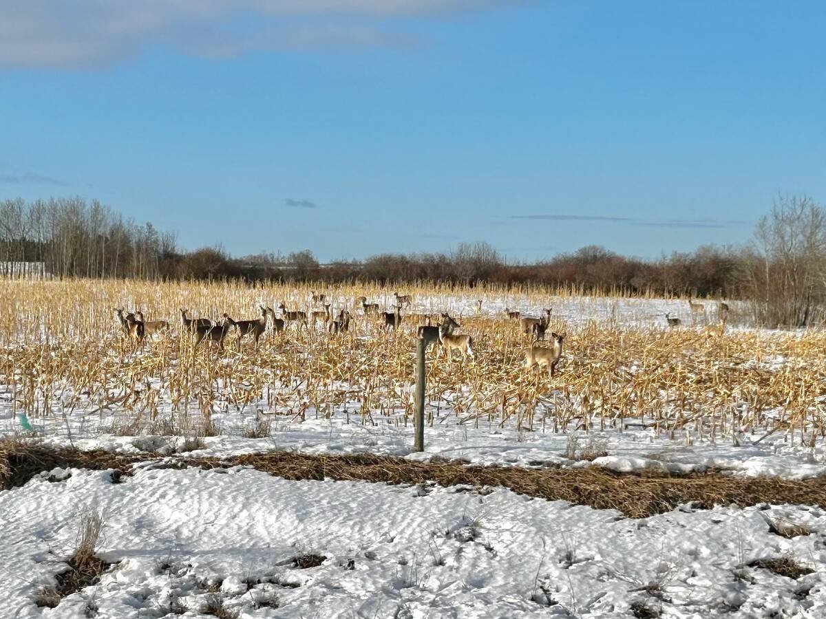 There is no “right to retrieve” in Ontario, a hunter requires permission to enter a property, however, landowners are encouraged to work with hunters to retrieve animals, even if they accompany them, so the deer, for example, is not wasted or left to attract predators. PHOTO: Alexis Stockford