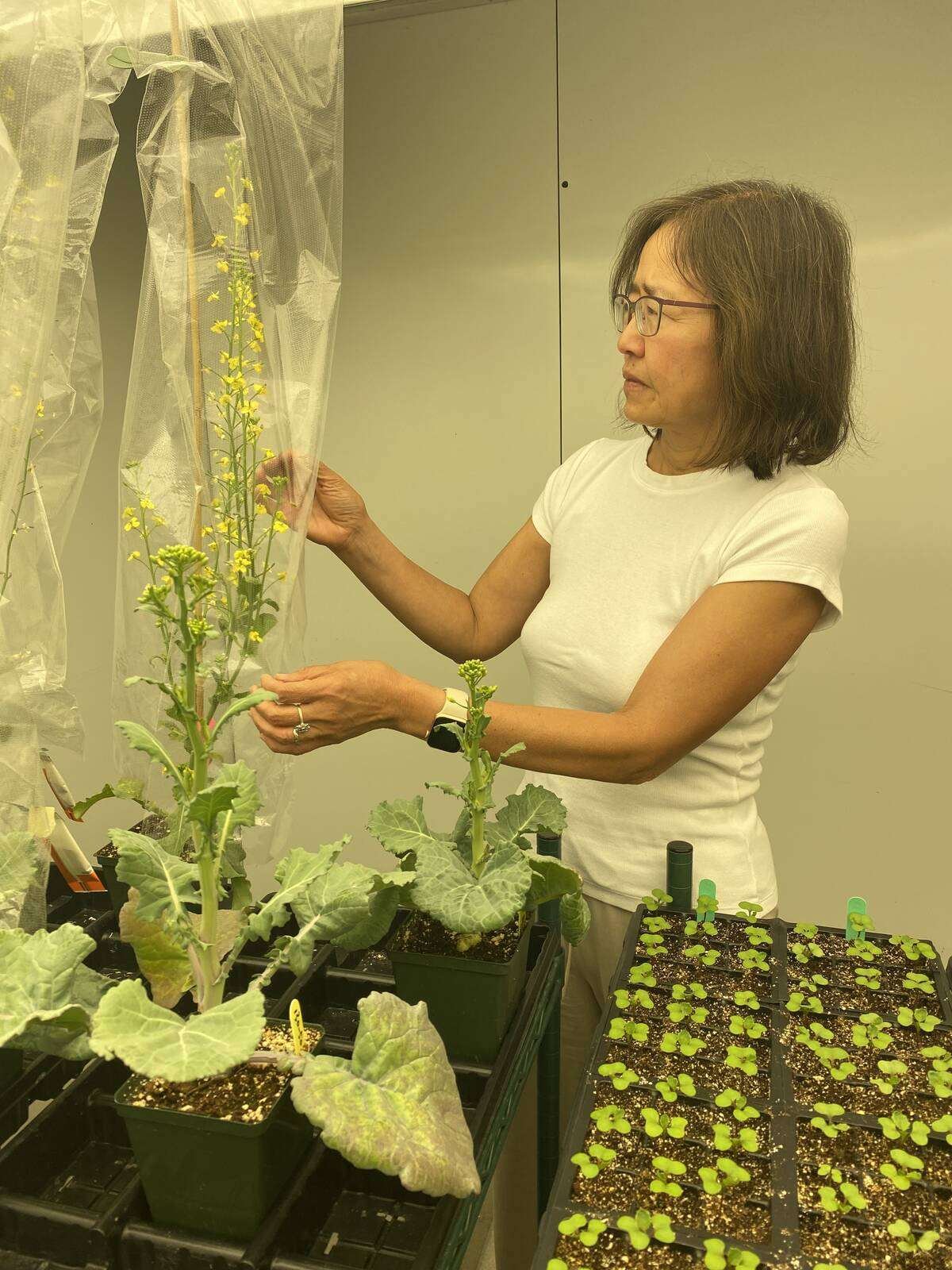 Jiangxin Wan and the team at Performance Plants have received funding to use gene editing to bring drought- and heat-tolerant canola varieties to market. Photo: Lilian Schaer