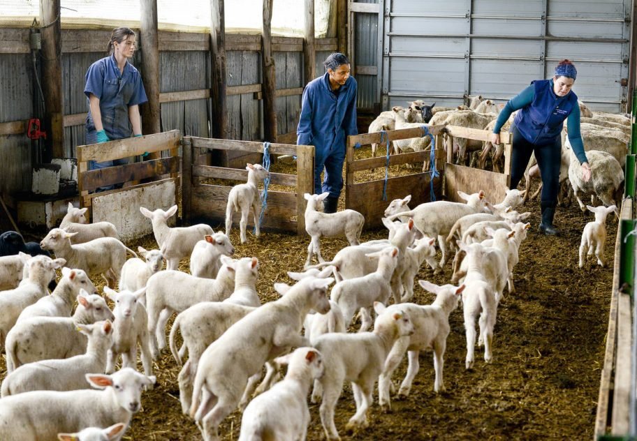 Dozens of white lambs fill a straw-bedded barn pen while three people work among them. Photo: Diana Martin