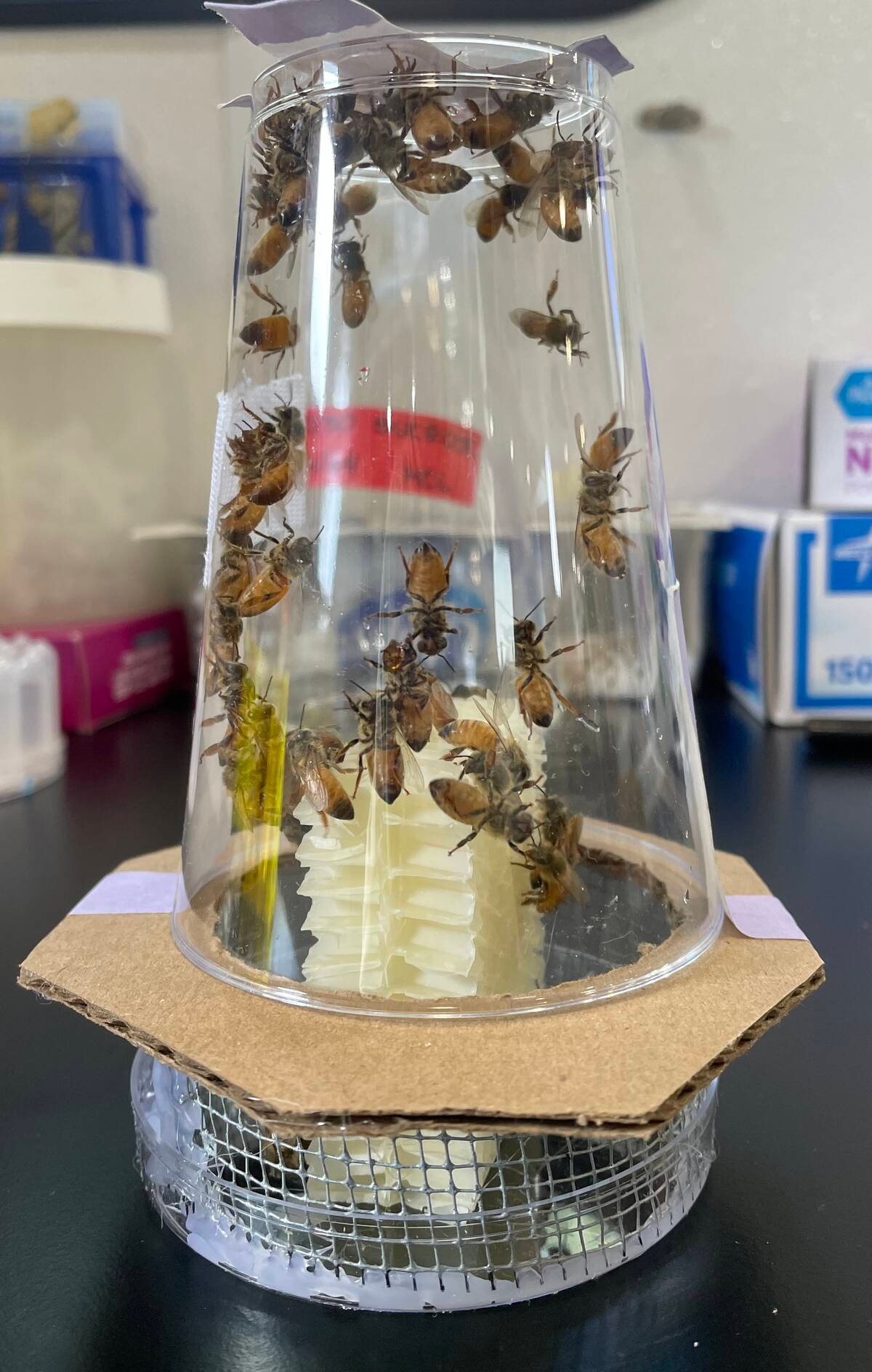 One of the nanocolony environments created by researchers to represent a typical honey bee hive. Photo: Angela Encerrado-Manriquez/UC Davis