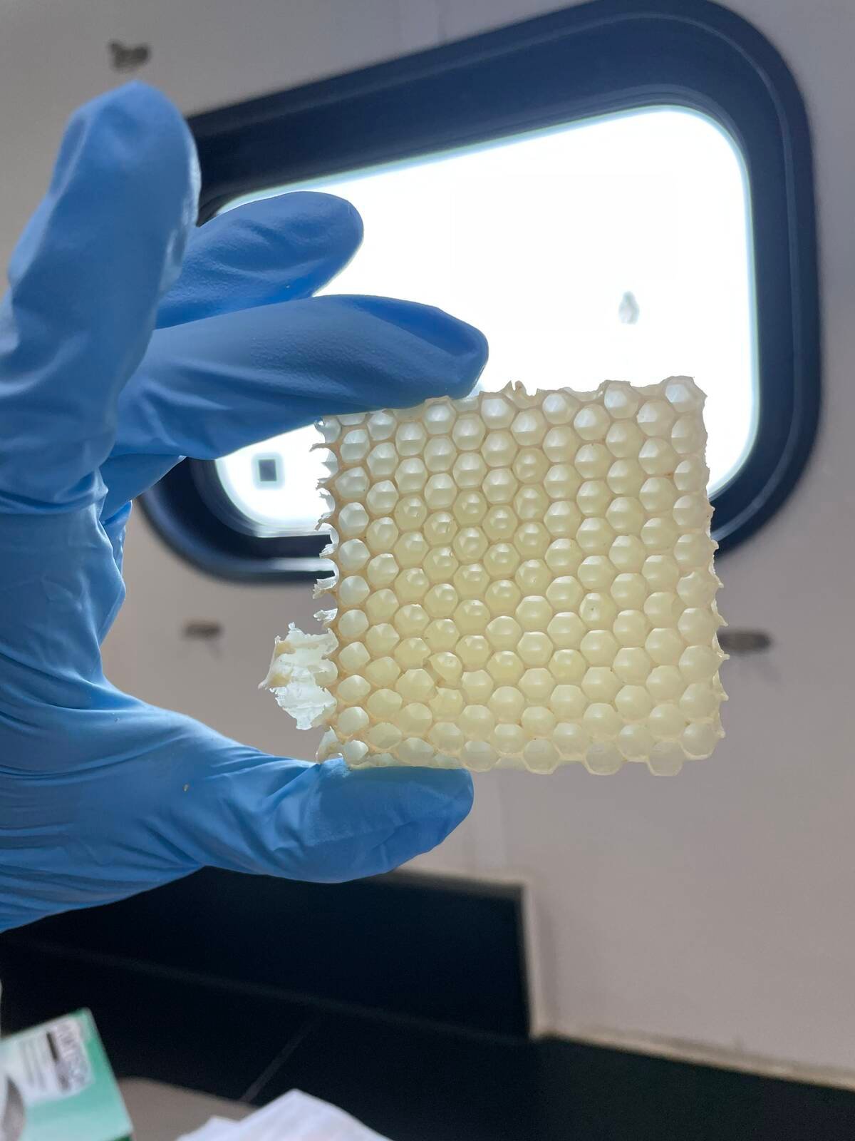 A sample sheet of paraffin wax held by a hand in a blue medical glove. Photo: Angela Encerrado-Manriquez /UC Davis