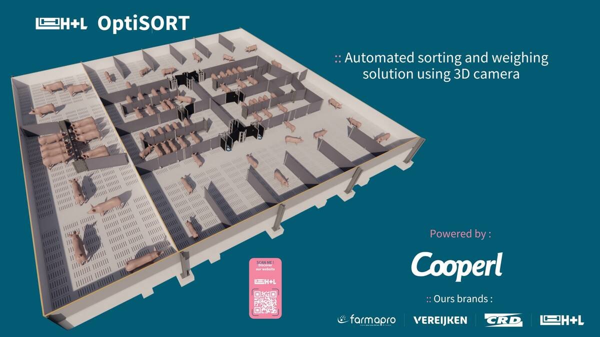 An illustration of Cooperl’s recommended barn room system for its 3D camera sorter. Photo: Cooperl
