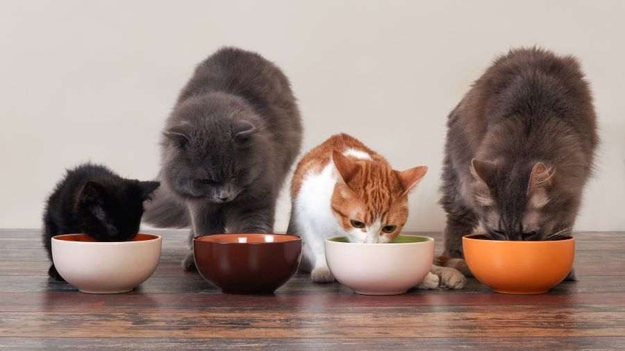 Cats eating out of bowls