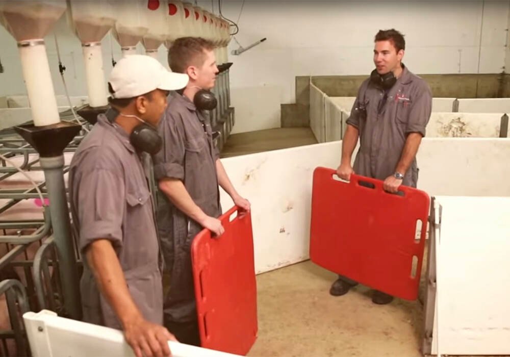 Hog farmers and processors often bring in temporary foreign workers to cover domestic worker gaps. Photo: Screeencap via YouTube.com/MBPorkfan