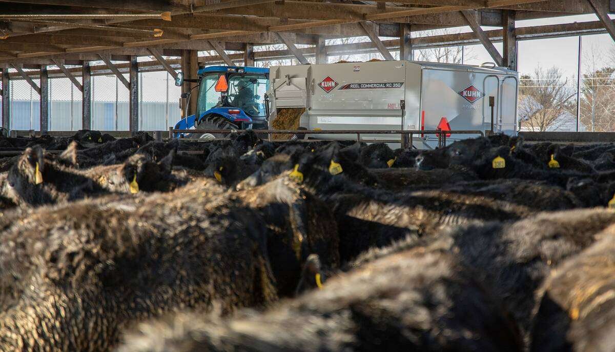 A Kuhn Knight RC 300 series reel mixer delivers feed into bunks.