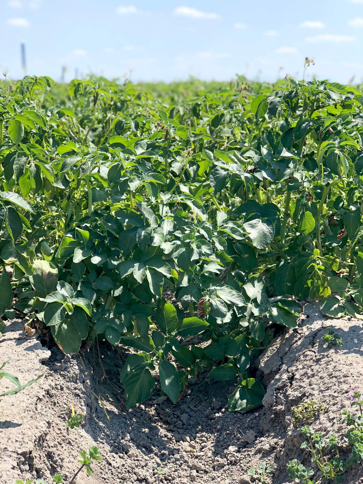 ExclusiVert will launch a pilot program for its mobile starch extraction unit during the 2026 potato season in Quebec. Photo: Lilian Schaer