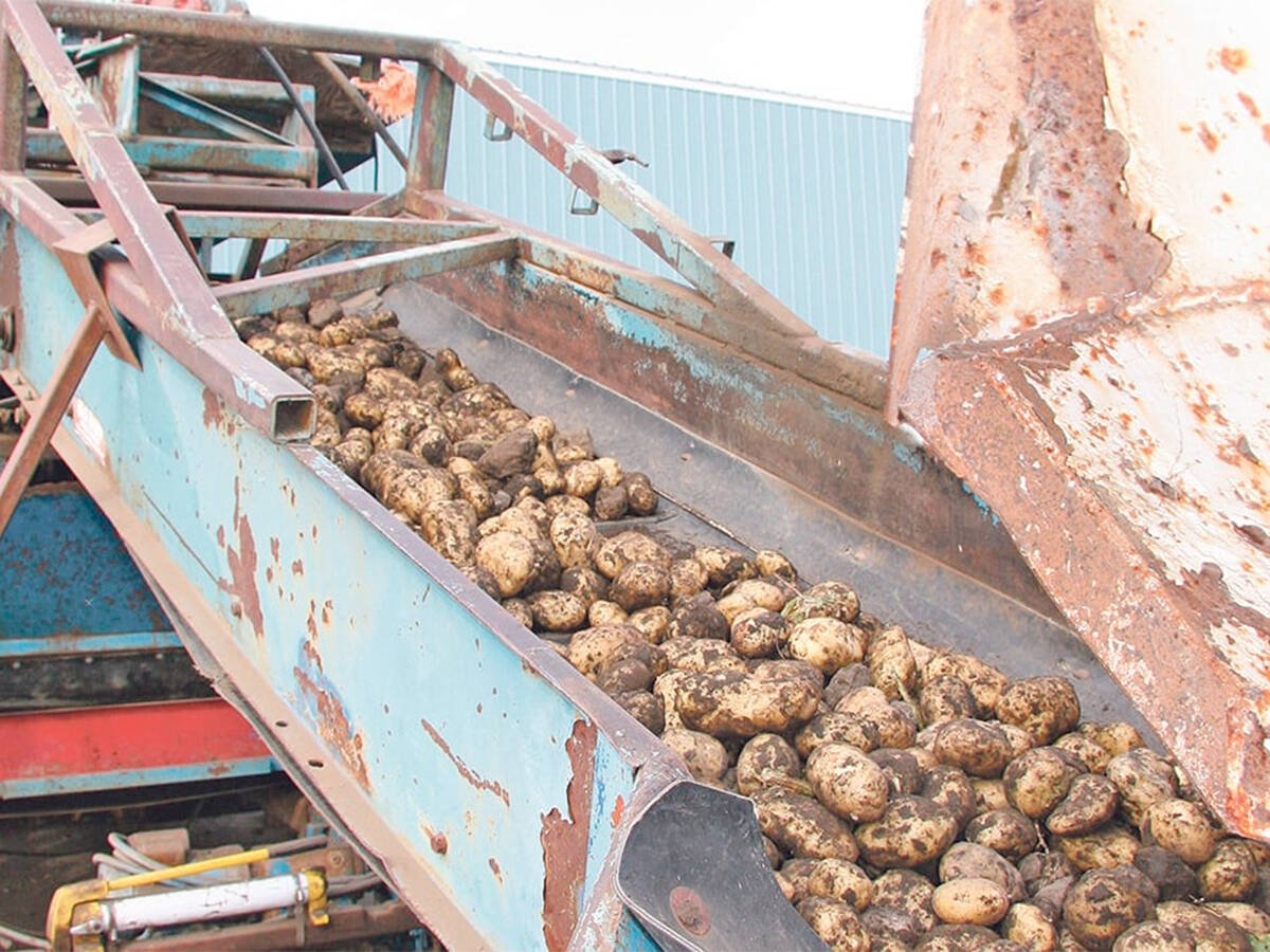 The cost of transporting cull potatoes to a factory can be prohibitive, which is why a mobile starch extraction unit makes sense and cents for farmers. Photo: File