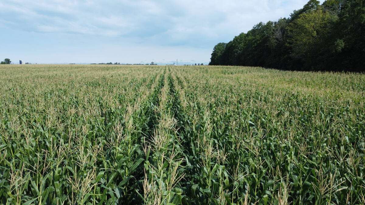 Ontario has put 2.256 million acres to corn for 2026. Photo: File