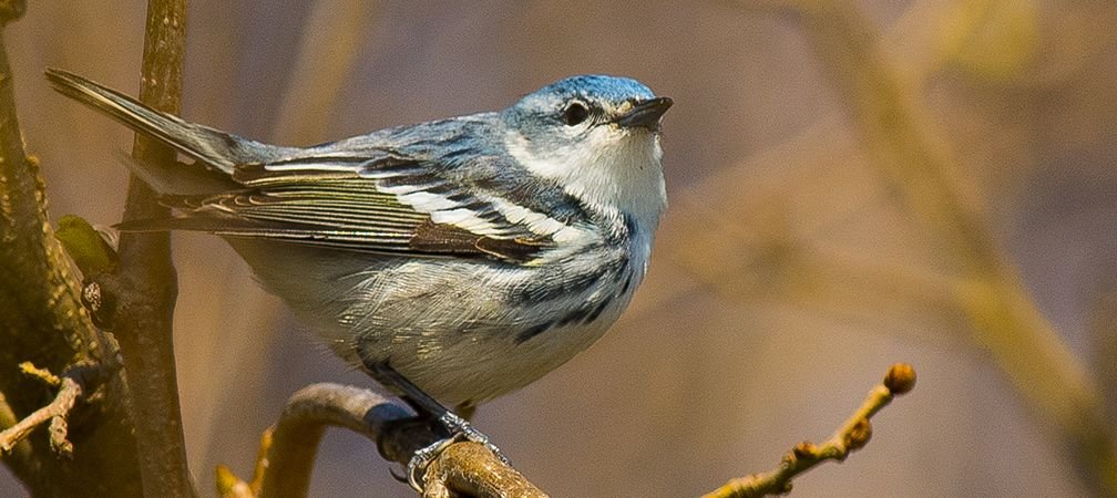 light blue and white warbler, cerulean warbler, threatened species at risk, migratory songbird, biodiversity
