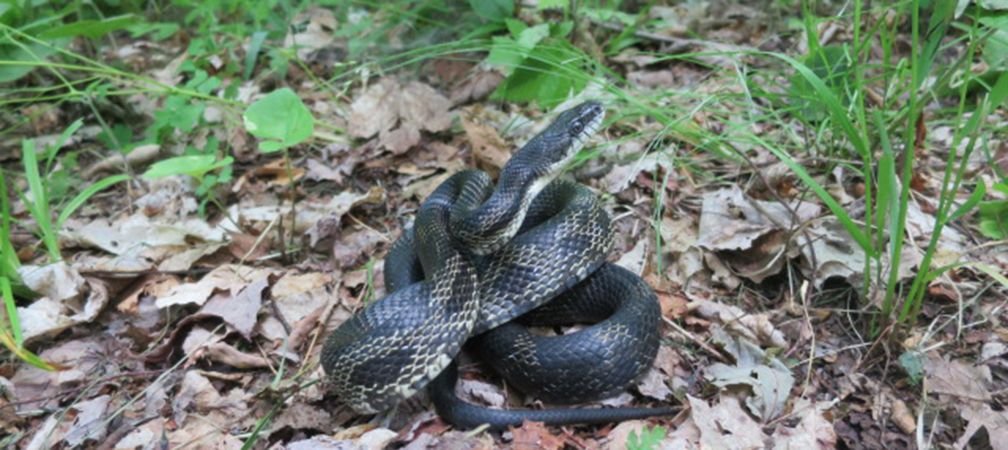 A black, gray and white snake, Gray ratsnake, species at risk, threatened species at risk, Ontario snakes, Ontario reptiles, biodiversity, native species, please protect our snakes