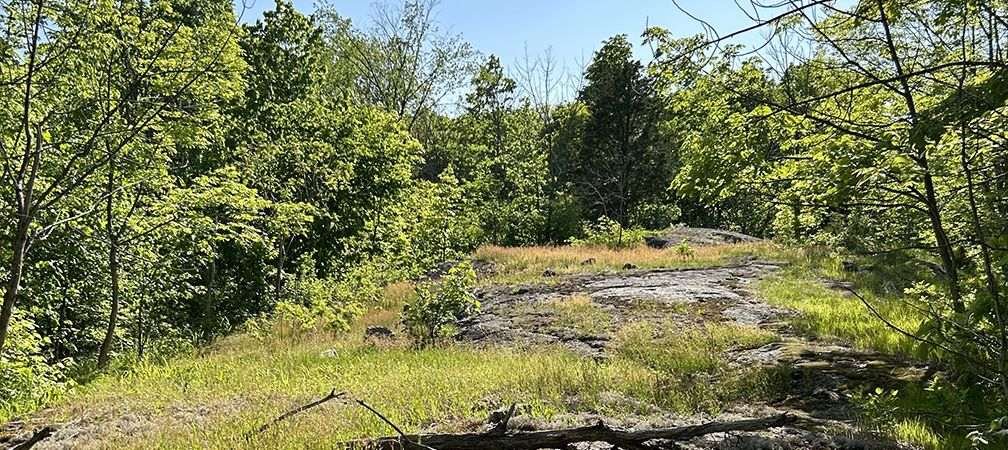 Trees and grasses around a rocky Canadian Shield outcrop, Frontenac Arch, Canadian Shield outcrop, Lost Bay Nature Reserve, habitat, natural corridors
