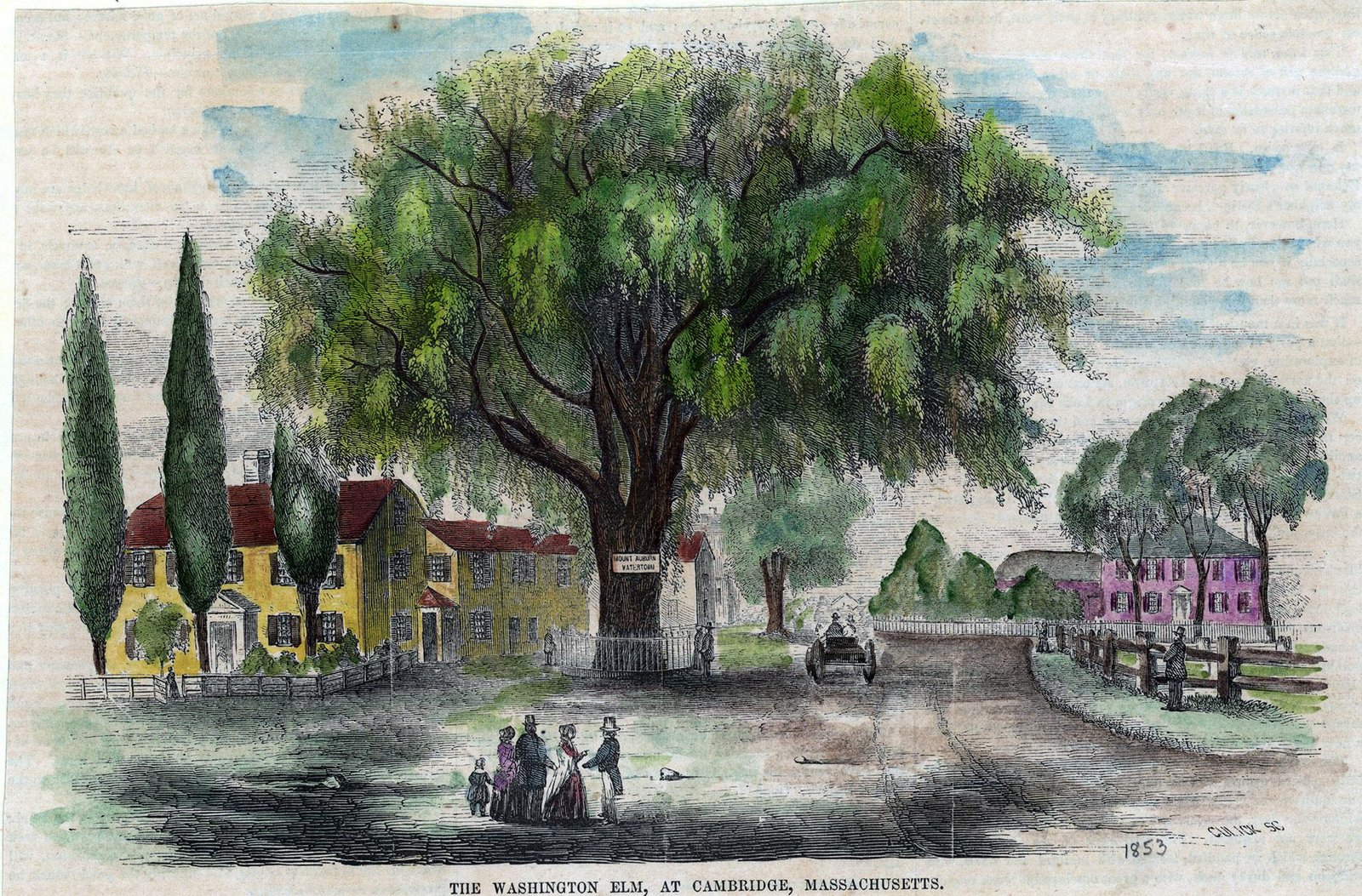 1853 illustration of Washington Elm in Cambridge, Massachusetts