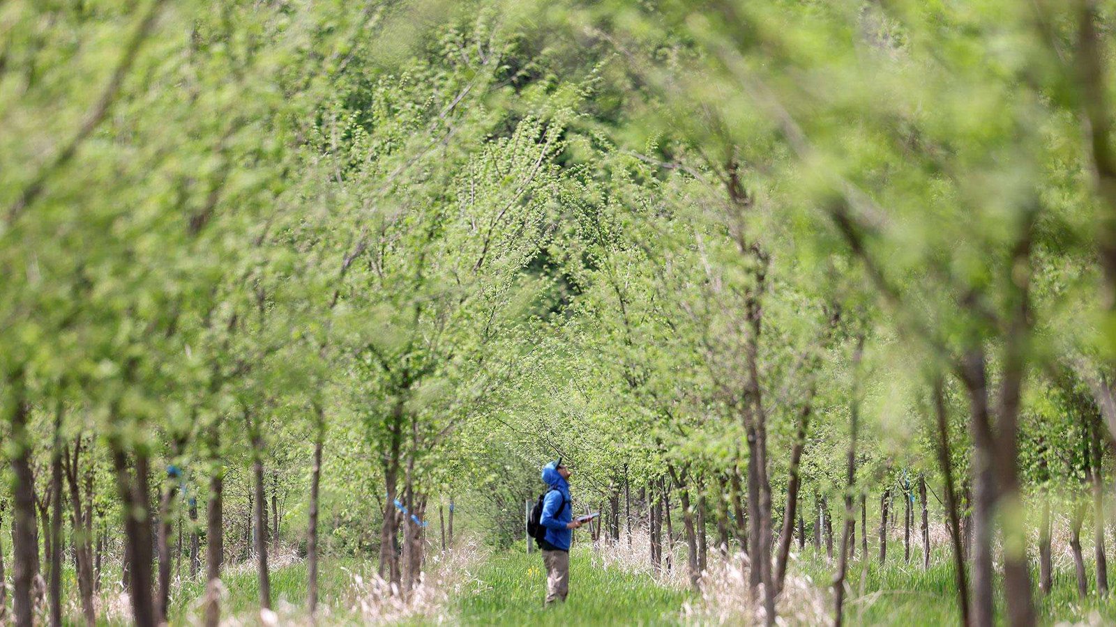 a man looks up into a grove of trees