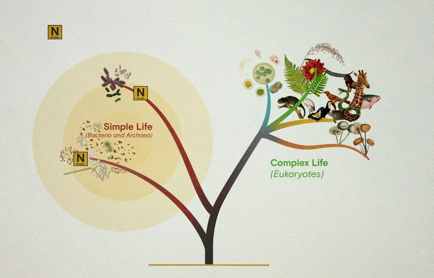 a diagram showing simple and complex branches of the tree of life