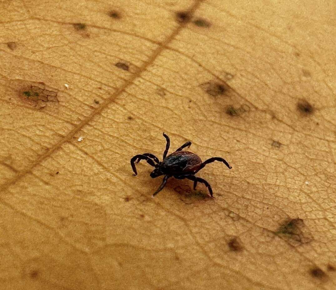 Heavy infestations of ticks can prove costly, causing irritation, blood loss, reduced weight gain, hide damage and lower milk production. Photo: Submitted