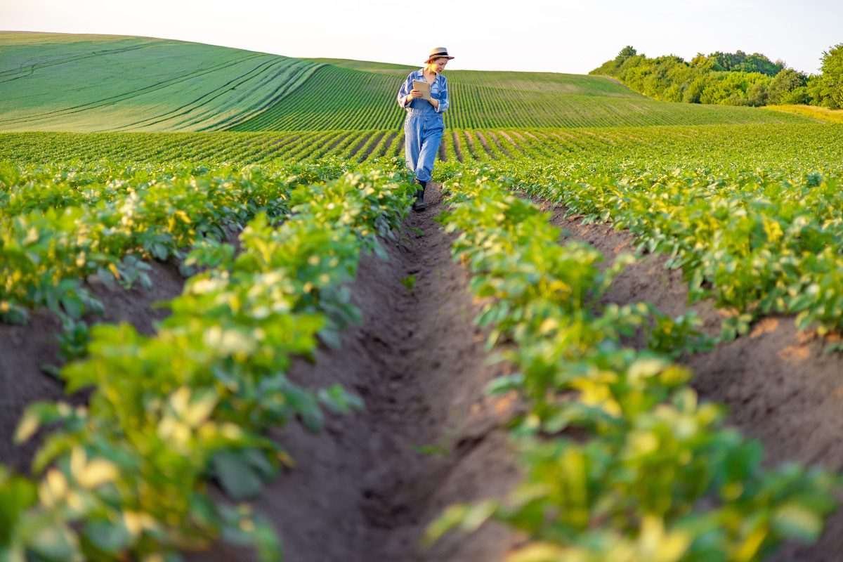 A farmer in potato fields