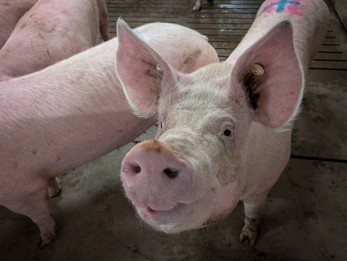 If a hog is found to be antibody-positive, we know the infection in question happened at least two to three weeks prior to the sample being collected. Photo: File