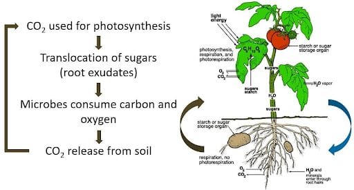 CO2 soil
