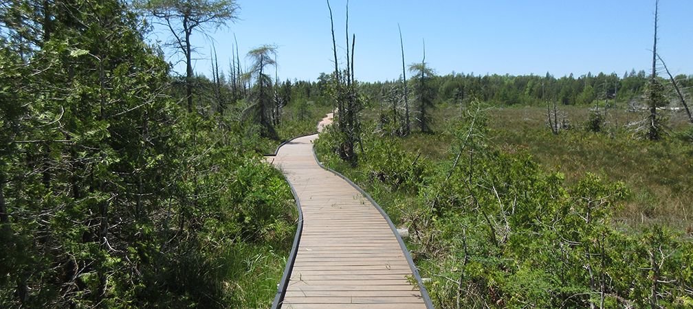 Accessible boardwalk at Petrel Point Nature Reserve, a wide boardwalk with guard rails allows visitors to leisurely explore coastal wetlands
