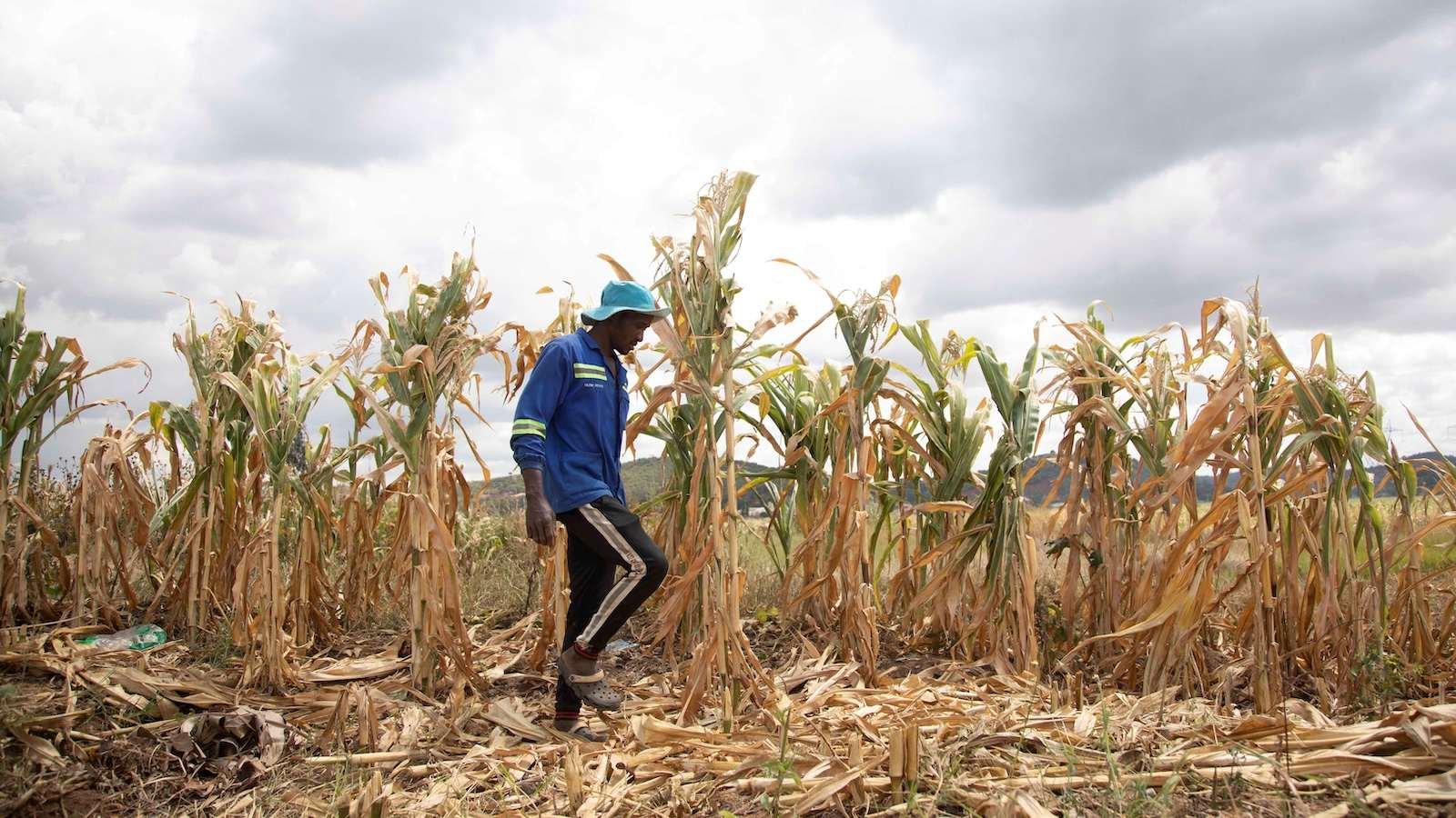 A farmer wearing a blue hat, blue zip-up jacket, and black track pants walks in front of his corn crop in Harare, Zimbabwe