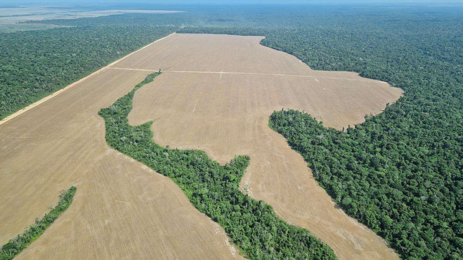 aerial shot of land cleared in the Brazilian Amazon for soy production