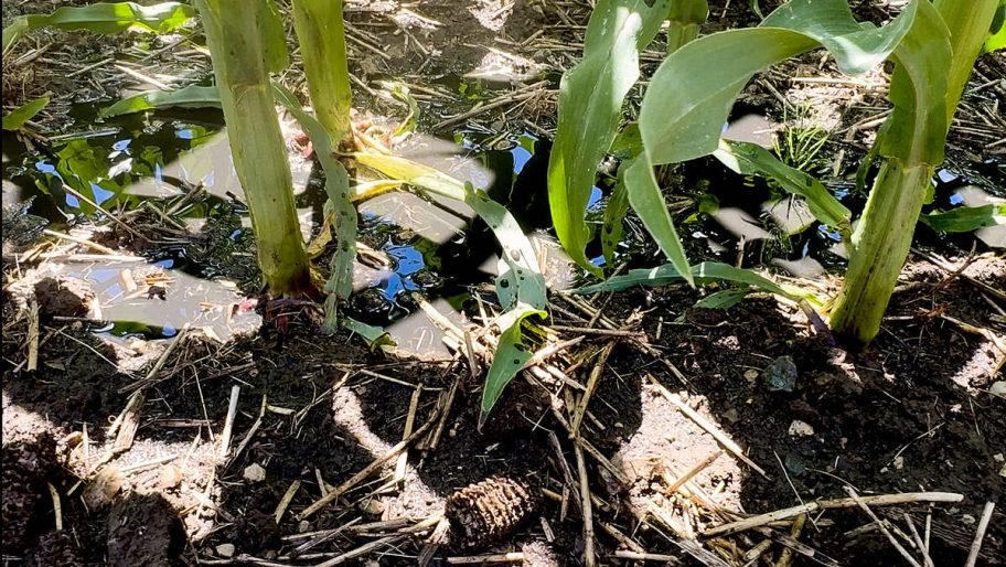 The a mix of manure, digestate and water pools at the base of the cornstalks for several minutes after the Rain 360 autonomous irrigation system has passed, allowing the plants and soil to slowly absorb the nutrients. Photo taken July 10, 2026. Photo: Diana Martin