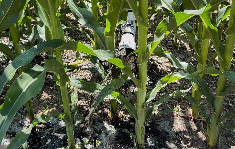The Rain 360 autonomous irrigation system delivers a mix of manure, digestate and water to the base of the cornstalks in Carl Brubacher's field, near Arthur, Ont.,, allowing the plants and soil to slowly absorb the nutrients. Photo taken July 10, 2026. Photo: Diana Martin