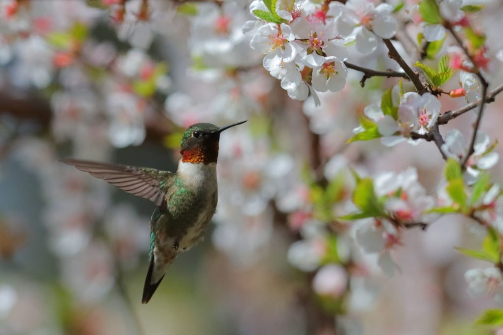 Ruby-throated hummingbird and cherry blossoms © Sherry Lin HQI