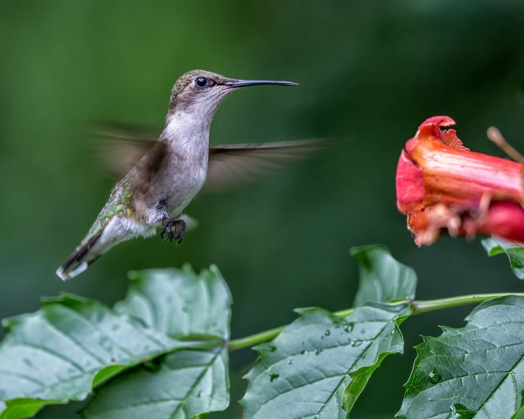 Ruby-throated Hummingbird