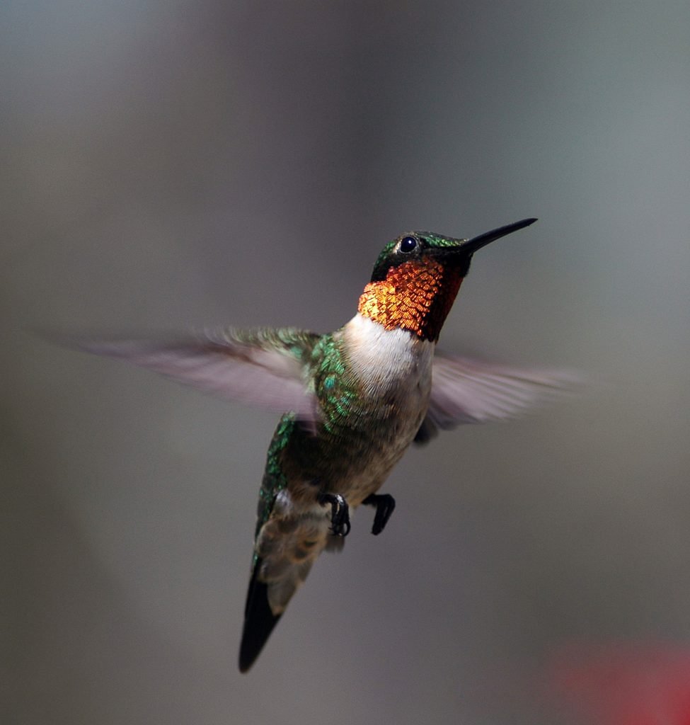 Ruby-throated hummingbird