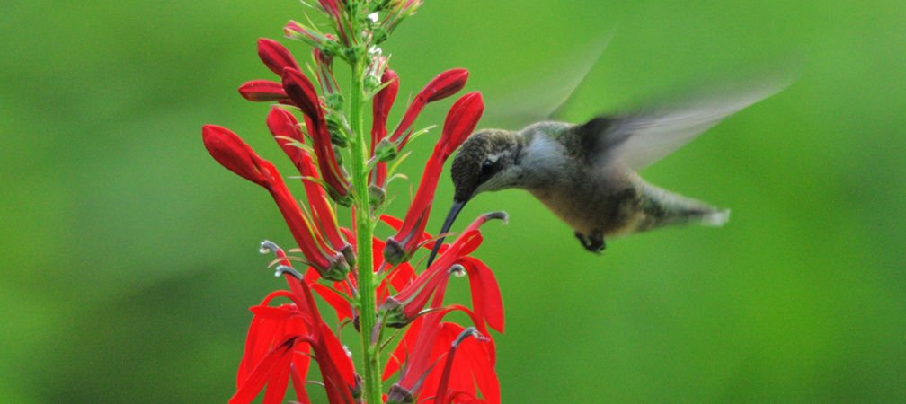 Ruby-throated hummingbird and cardinal flower