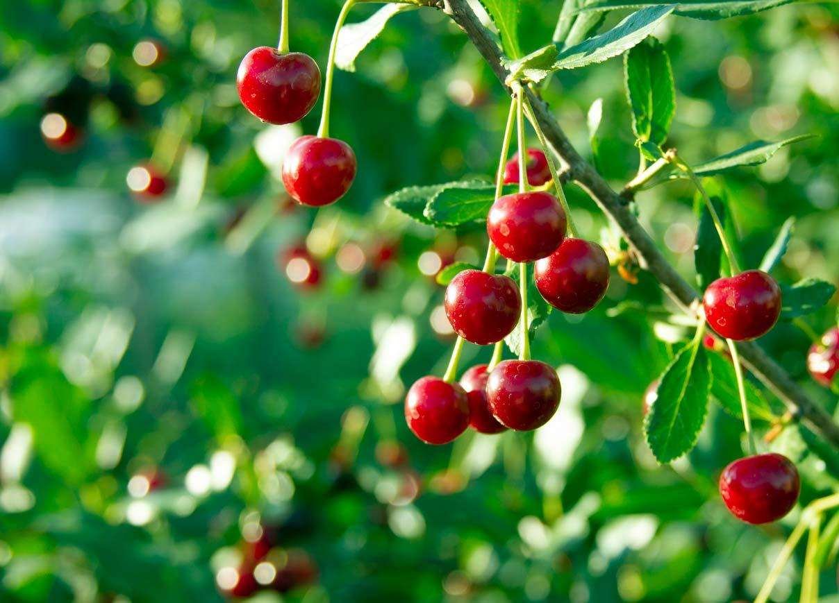 Cherries on a cherry tree branch