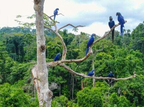 Brazil's Mombak Delivers Amazon Carbon Credits Early, Giving Google a Climate Win