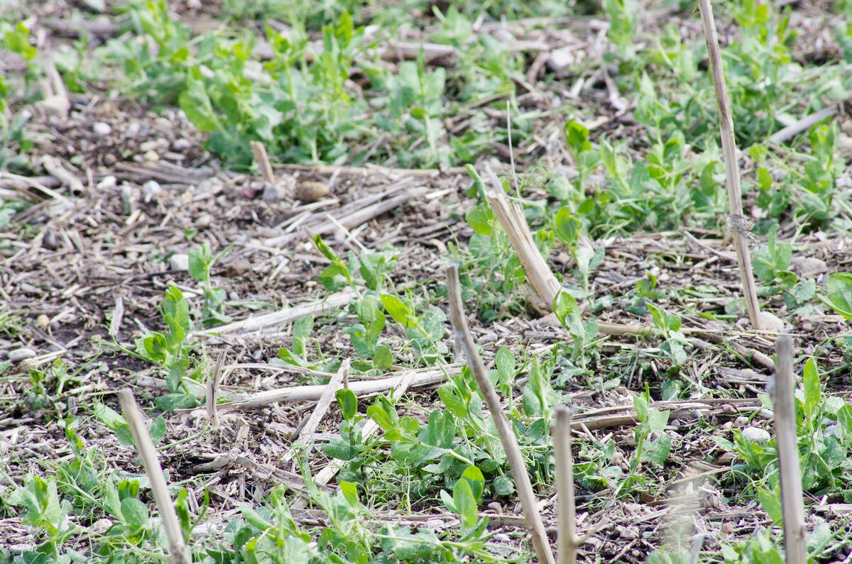 A young field pea crop pokes out of the stubble in June. Photo: Alexis Stockford