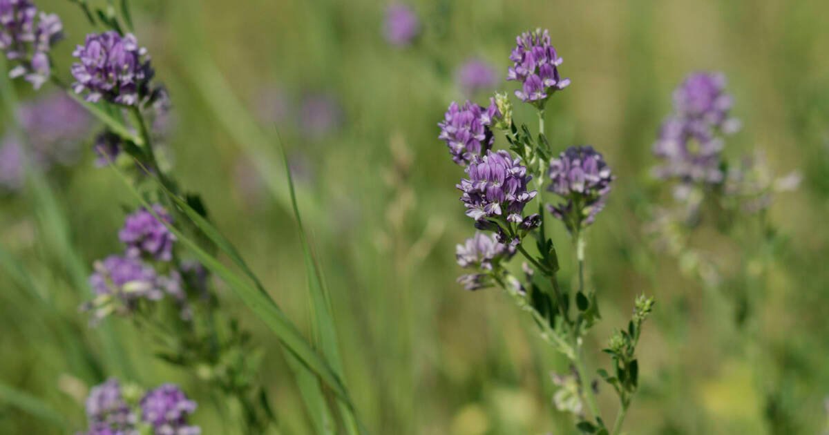 Alfalfa at the 80 to 90 per cent flowering stage. Photo: Debra Murphy