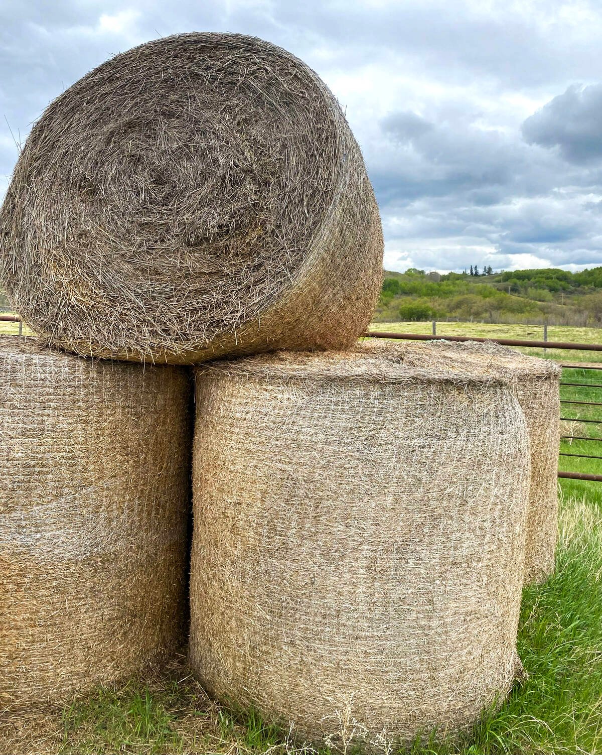 At six months the wrap remains intact in the field, though in a manure pack it would be fully consumed by this point. Photo: Nature’s Net Wrap