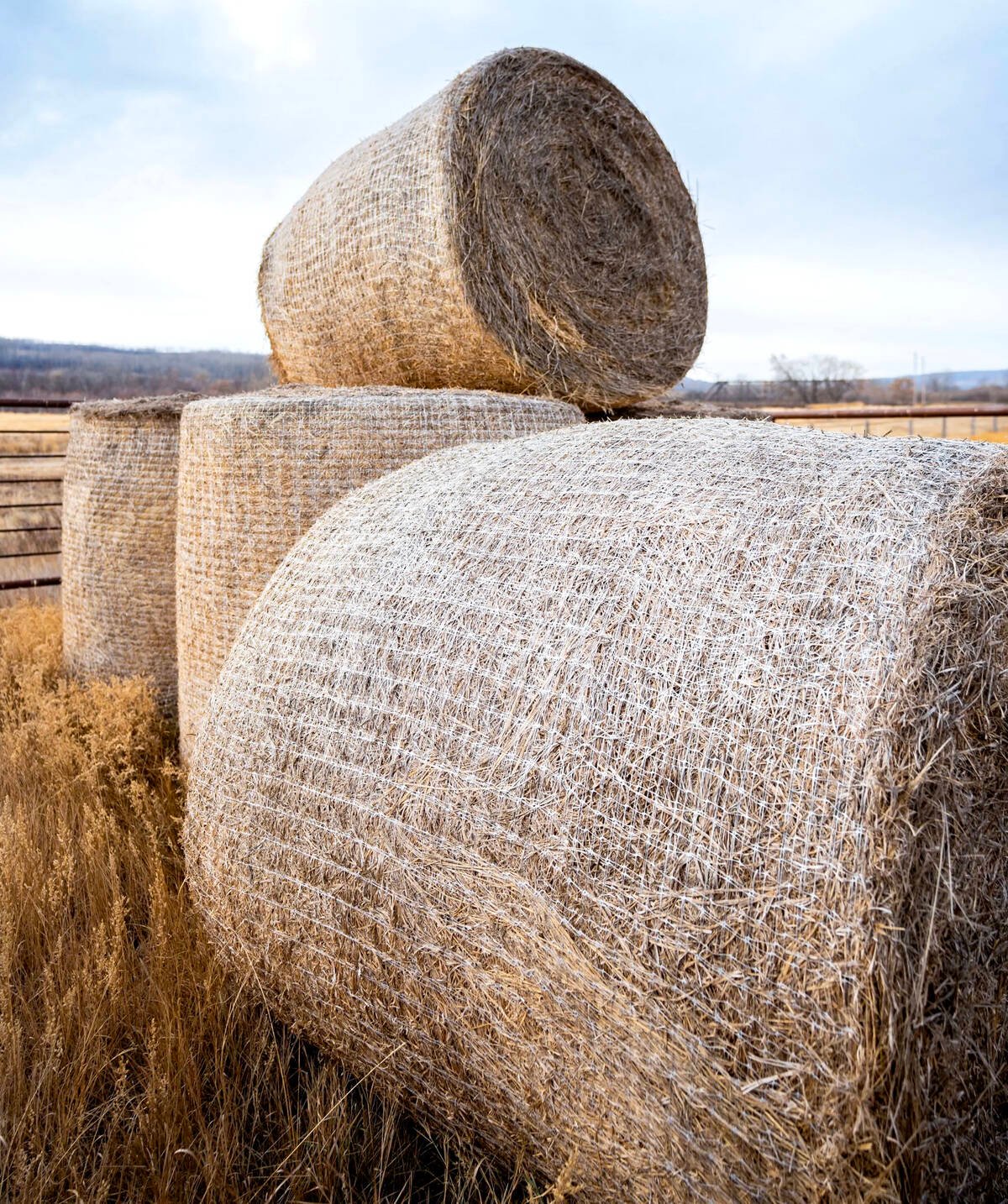 After a full year outdoors the netting is still doing its job. Photo: Nature’s Net Wrap