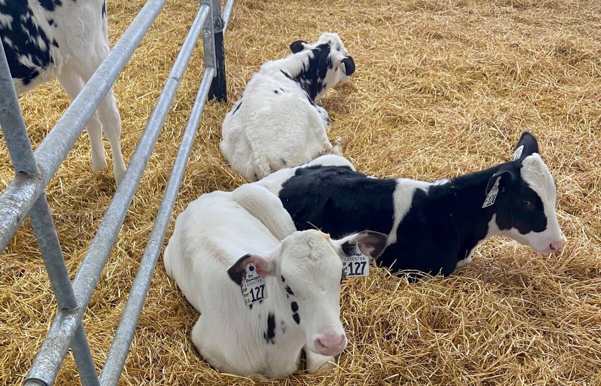 Three Holstein calves resting in straw bedding in a group pen. Photo: file