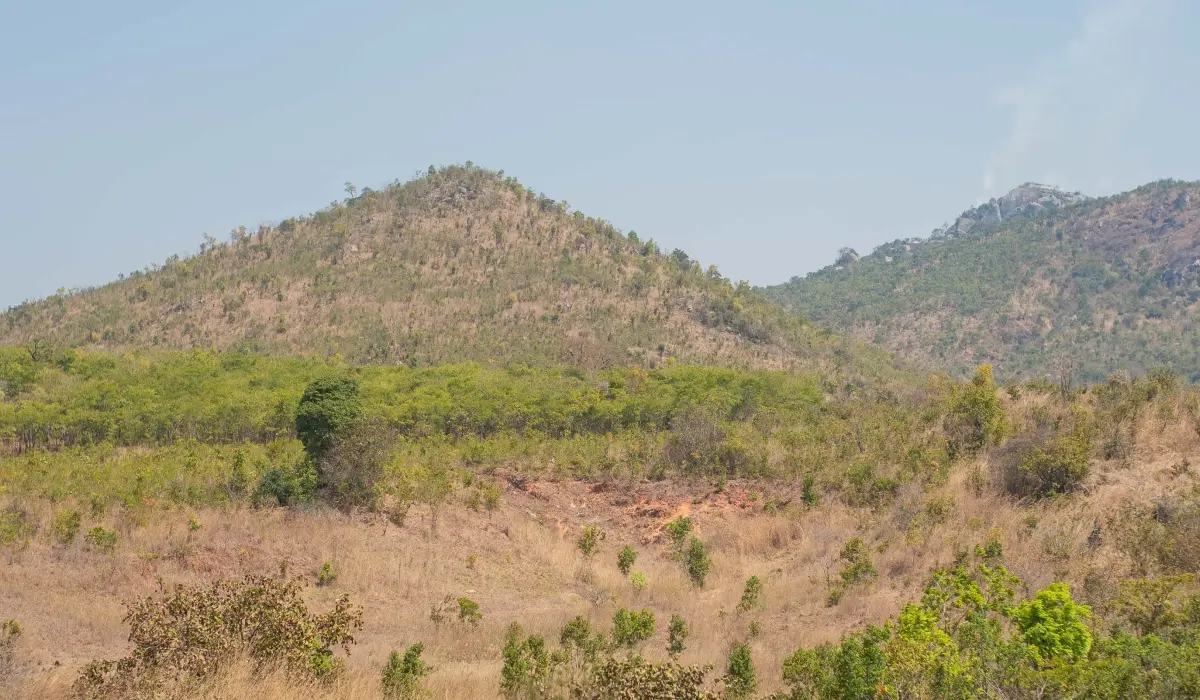 Discover the main causes of deforestation in Malawi, the solutions helping to reverse forest loss, and how carbon finance funds restoration on the ground.