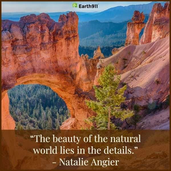 Natalie Angier: "The beauty of the natural world lies in the details."