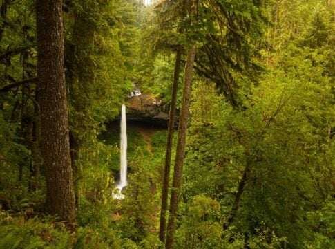 EFM's $100M Oregon Forest Bet Puts Carbon at the Heart of Timber Investment