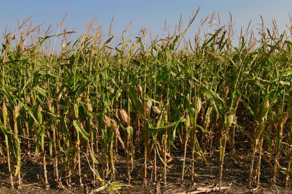 Corn prices typically climb up off seasonal lows during the autumn and winter, after the main U.S. harvest in late August. Photo: File