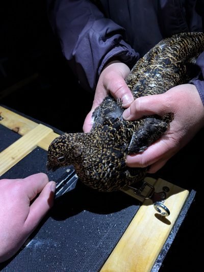 Red grouse hen being carefully handled by researchers during fieldwork