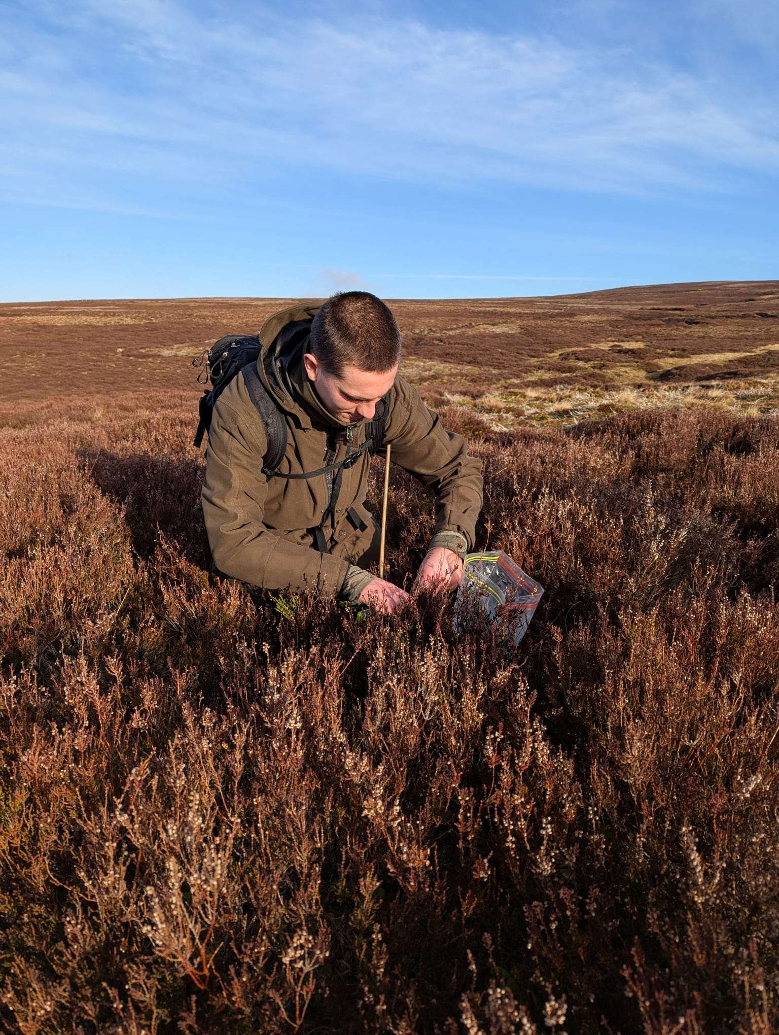 Researcher collecting heather samples on a grouse moor for nutrient analysis