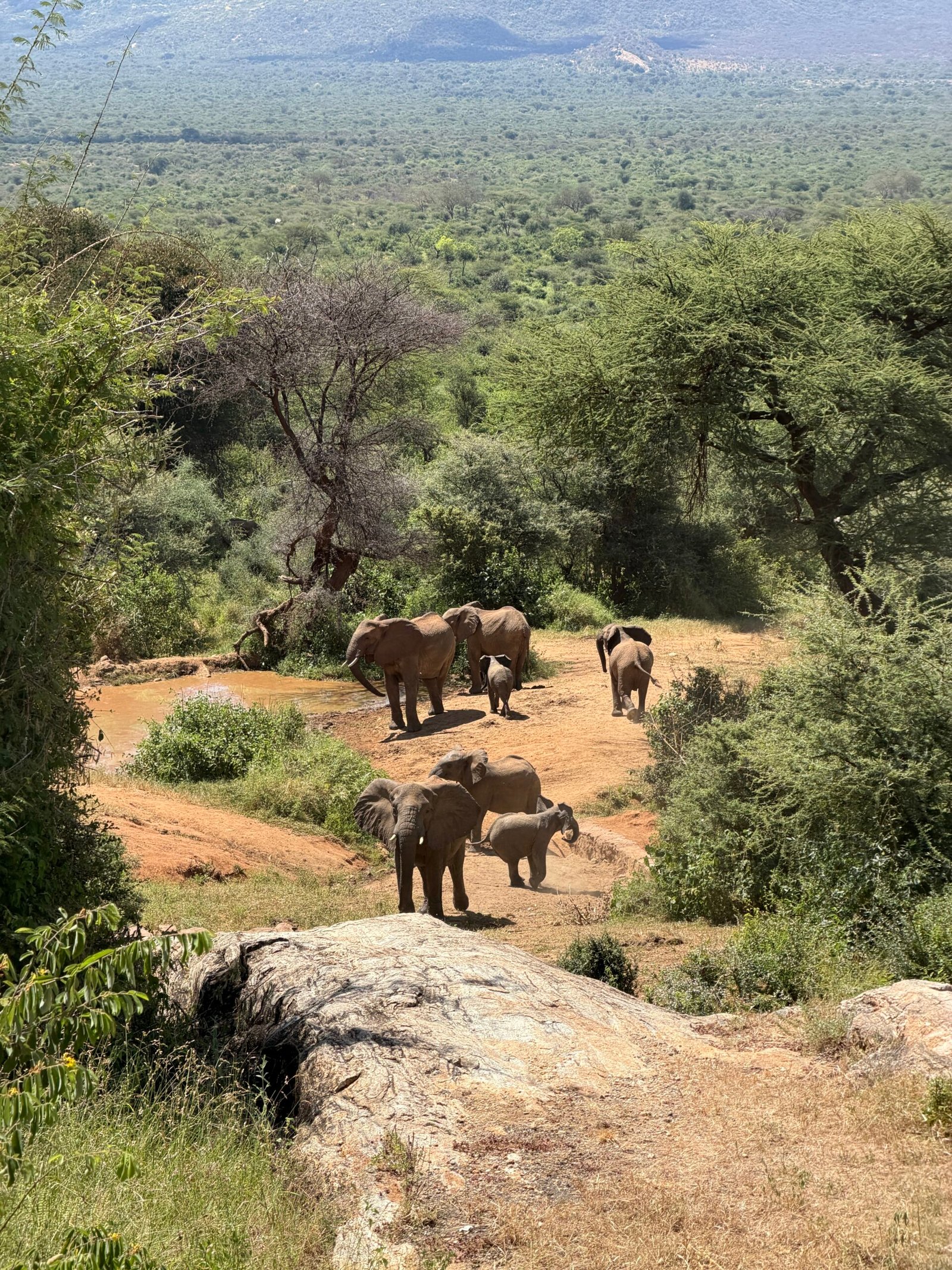 A group of six elephants, including calves, stands near a waterhole surrounded by trees and green landscape, with hills visible in the distance.
